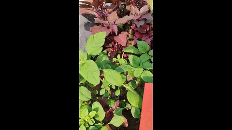 Red spinach harvesting