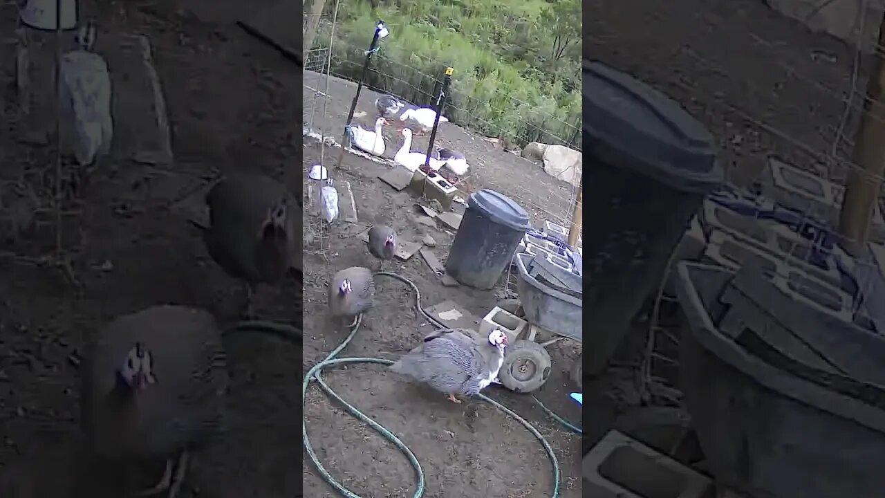 Farm cam. Guinea fowl and geese