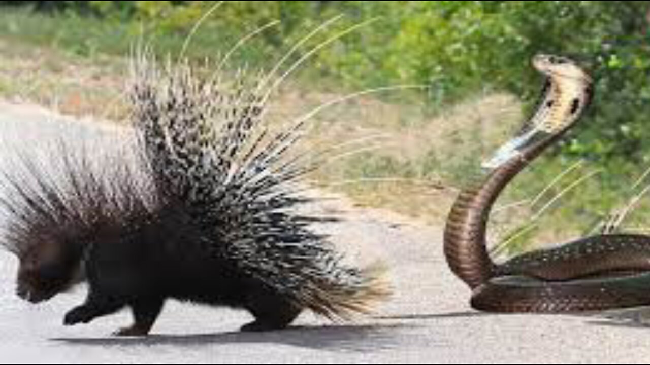 Porcupine Too Danger! Lion, Leopard and Python Risked Their Lives When Hunting Porcupine Wildlife