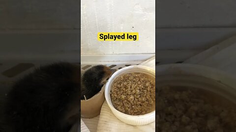 Set up for chick with splayed leg