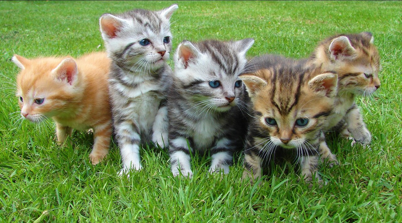 Cute and funny Cats.