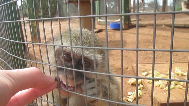 Adorable rescued baby monkey