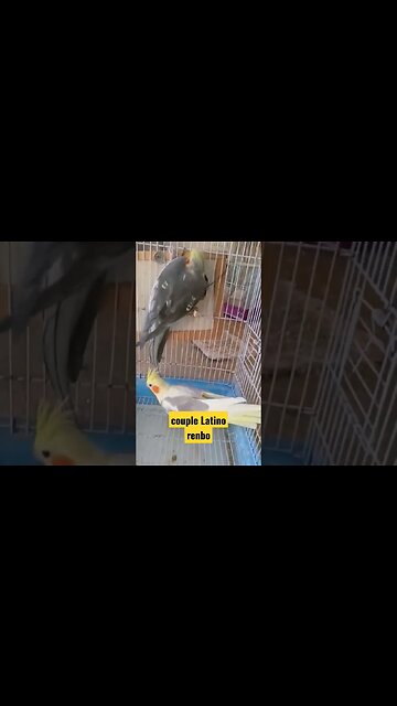 couple Latino renbo