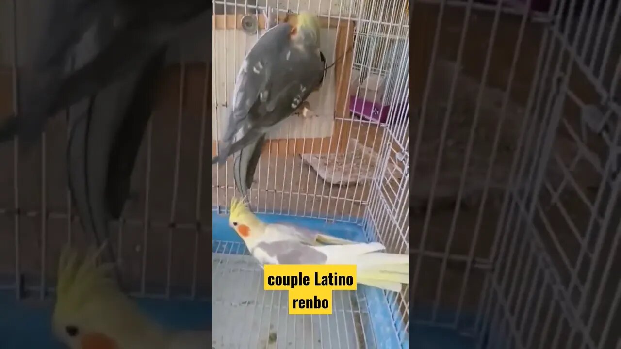 couple Latino renbo