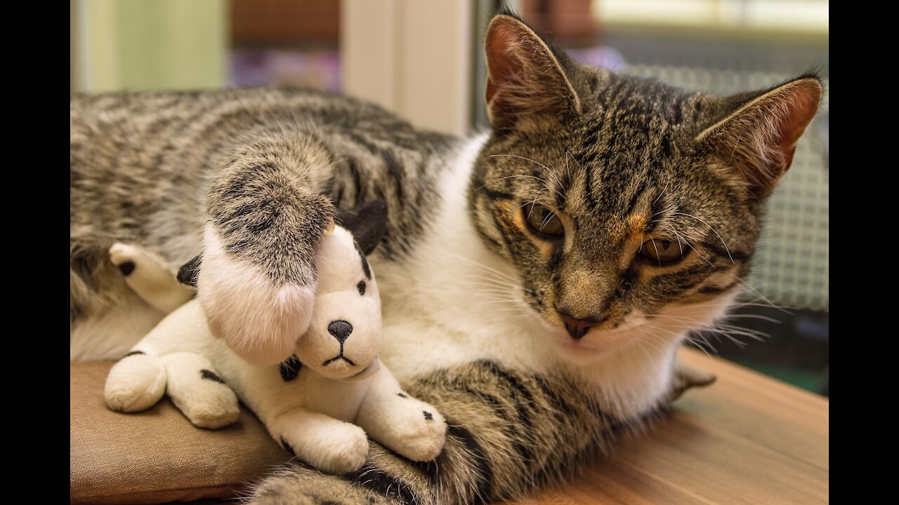 Cats and Dog Compilation