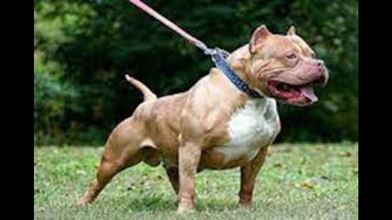 How To Make Dog Become Instantly Aggressive With Few Simple Tips