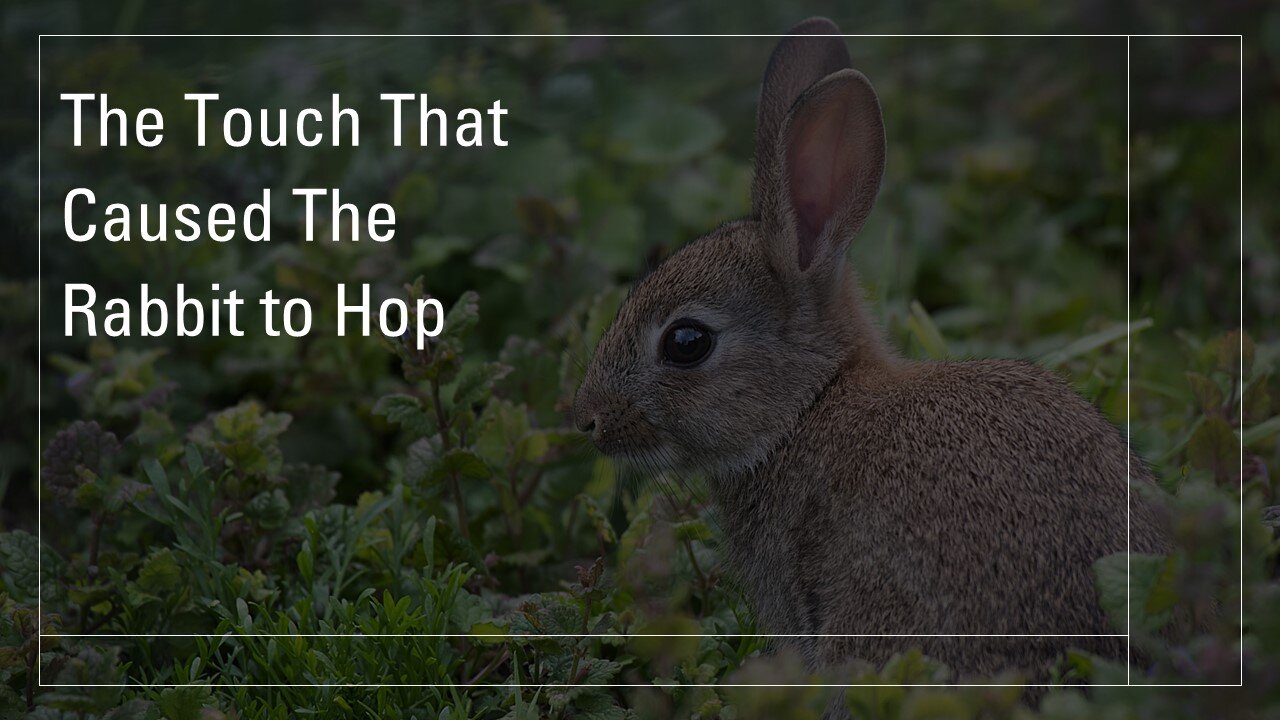 The Touch That Caused The Rabbit To Hop