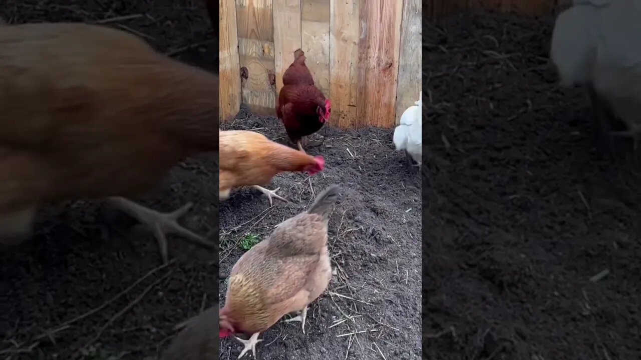 Bonus Chicken’s Compost Pile! #chicken #backyardchicken #chickencoop #shorts