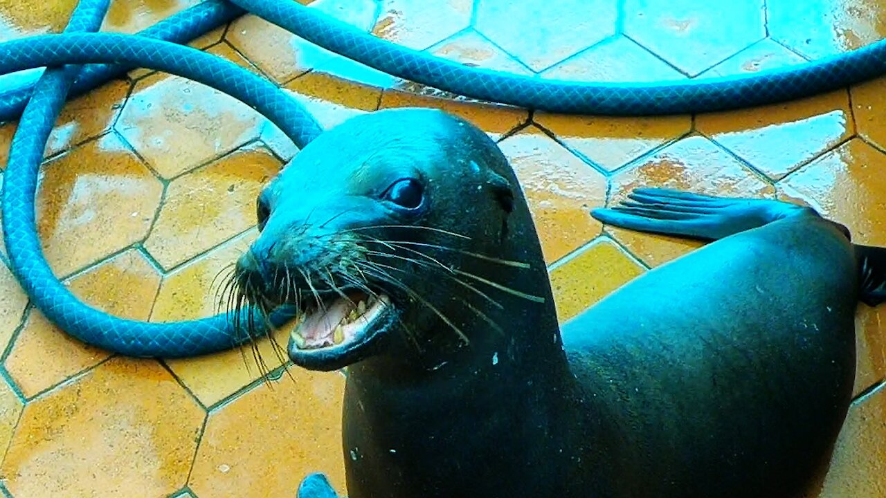 Sea lion's adorable begging gets him treats from fisherman