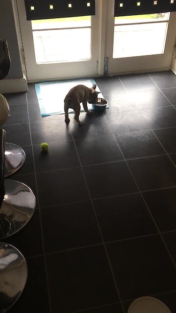 This Frenchie puppy knows exactly how to show that he's hungry