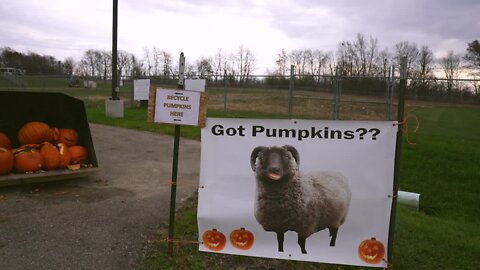 Got pumpkins? The sheep in Delhi Twp. want them