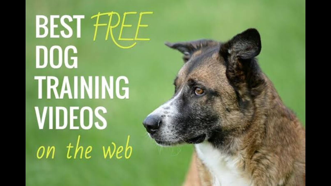 🐕 Basic Dog Training – TOP 10 Essential Commands Every Dog Should Know!