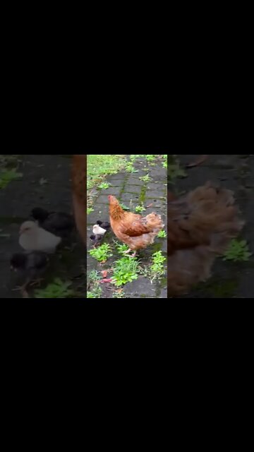 Baby chicks are almost ready to come and live with us!