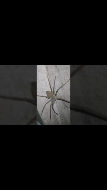 Giant Huntsman Spider in Philippines #shorts #gianthuntsmanspider #philippines
