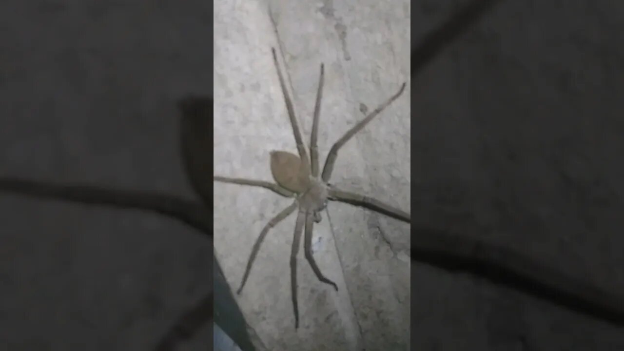 Giant Huntsman Spider in Philippines #shorts #gianthuntsmanspider #philippines