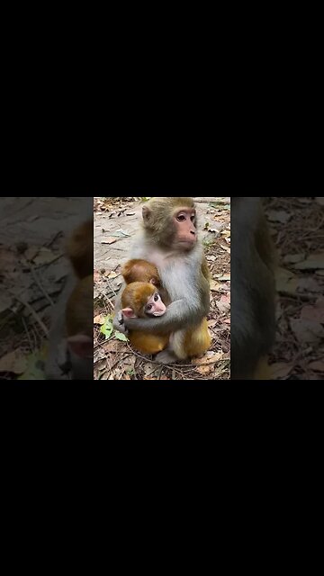 CUTE ANIMAL #shorts #shortvideo #shortanimalvideo