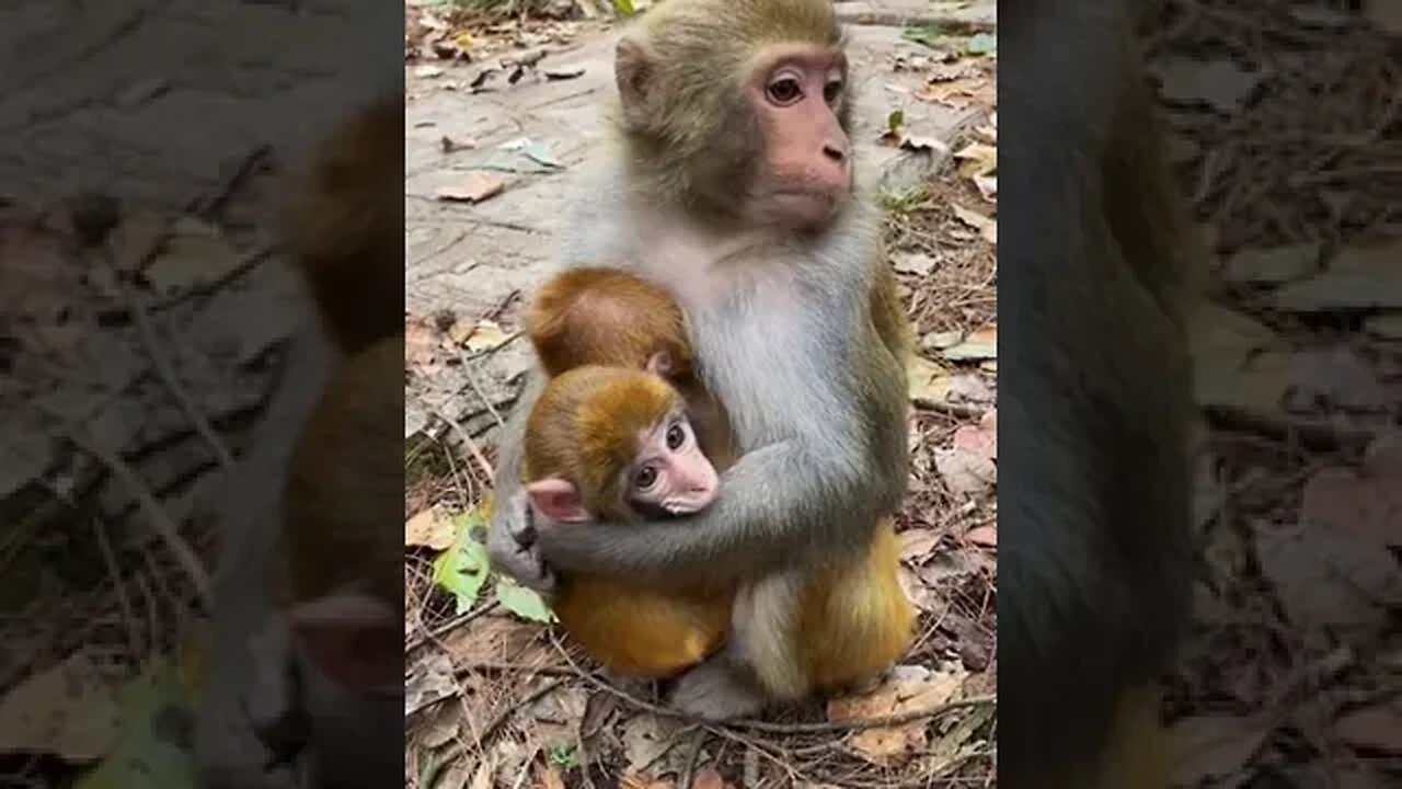 CUTE ANIMAL #shorts #shortvideo #shortanimalvideo