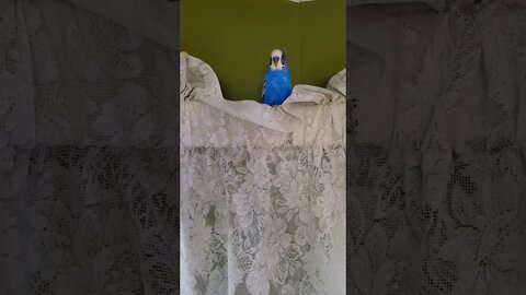 Budgies Peek A Boo! 🤣 #budgies #animals #youtubeshorts