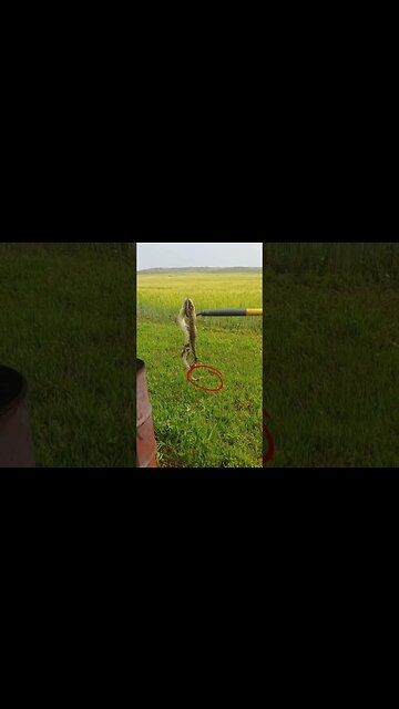 Rattlesnake down! #shorts