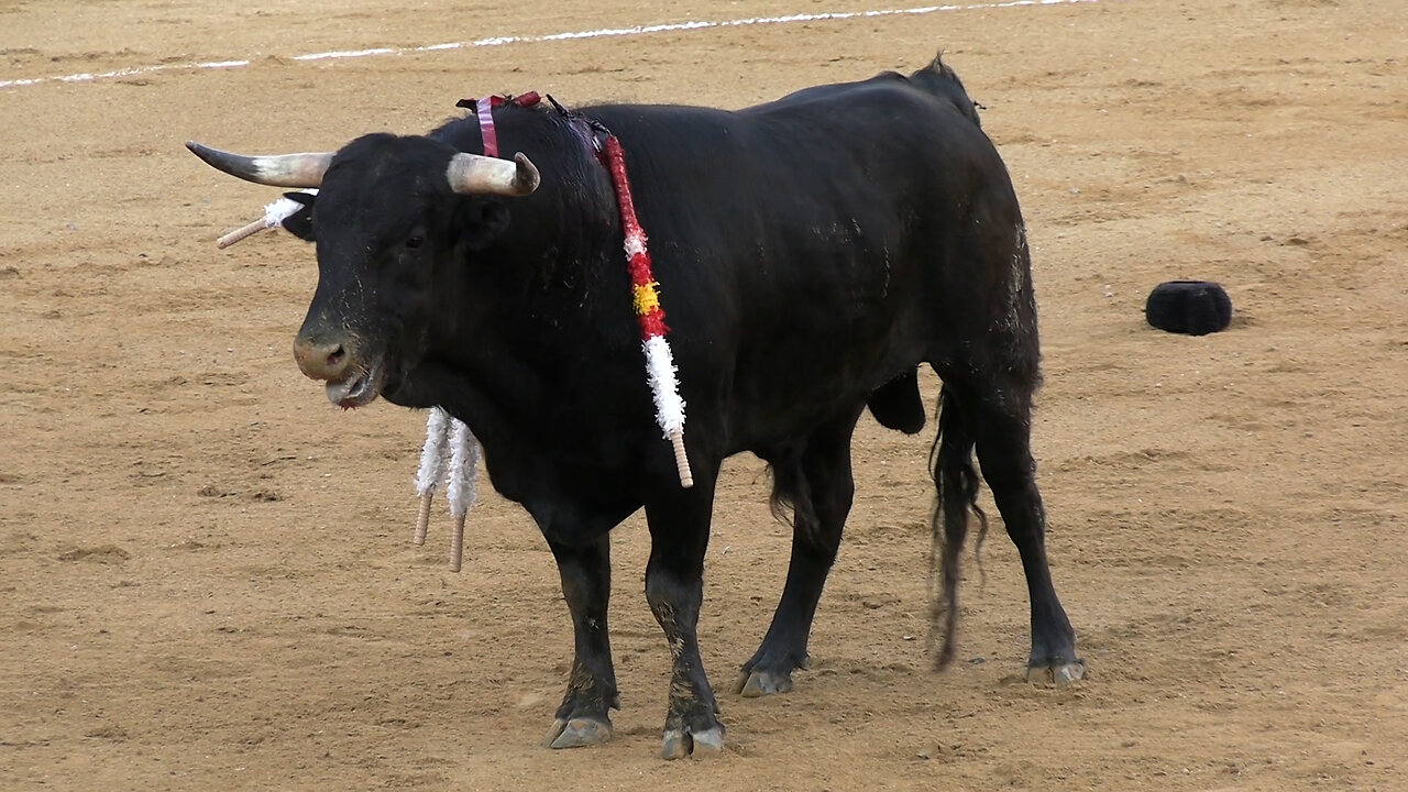 2024 03 06 CASTELLÓN NOVILLADA SIN PICADORES HNAS. ANGOSO CLAVIJO