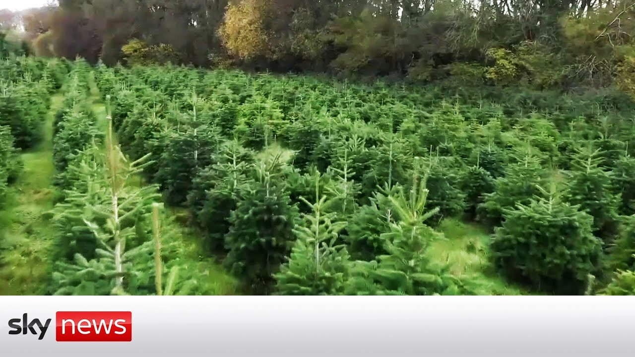 Are real or fake Christmas trees best for the environment?