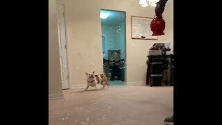 Bulldog puppy gets super excited when it rains down bubbles