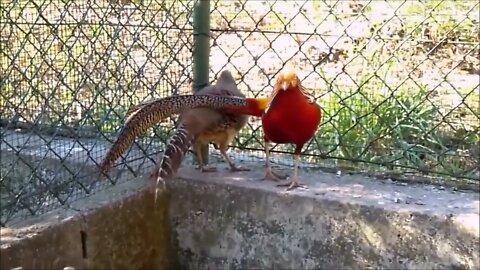 Beautiful Golden Pheasants and Wading Birds-17