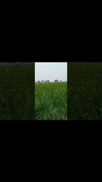 bhojpuri 👏👏 #youtubeshorts #shorts #youtube #shortvideo #shortyoutube