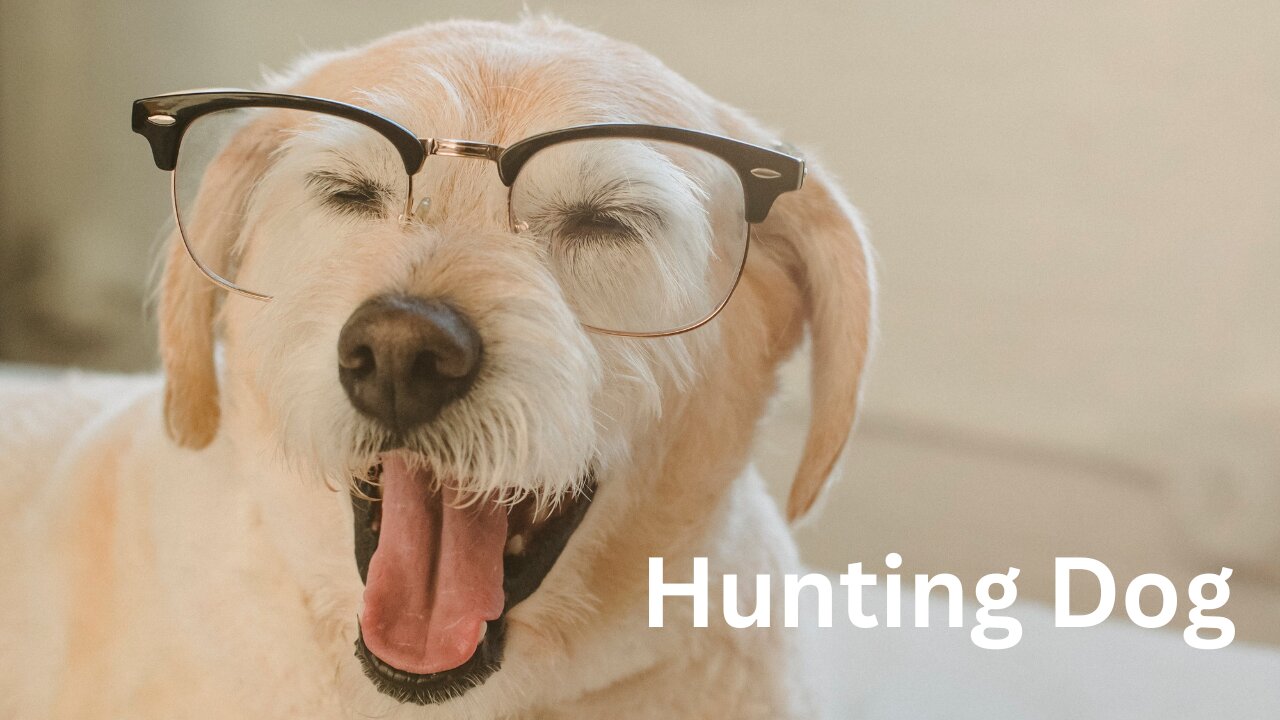 HUNTING DOG