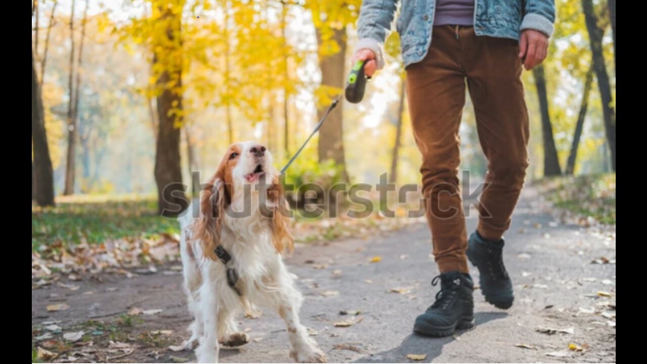 This is how you teach dogs to bark at specific strangers with few simple tricks