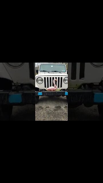 Daisy the flamingo Jeep