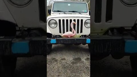 Daisy the flamingo Jeep