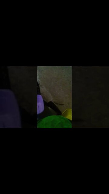 a largatixa pegou a barata #shorts