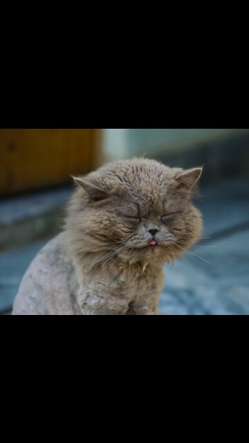 Cat Steps On Screen And Scares - TikTok Cats (Funny Animals #313)