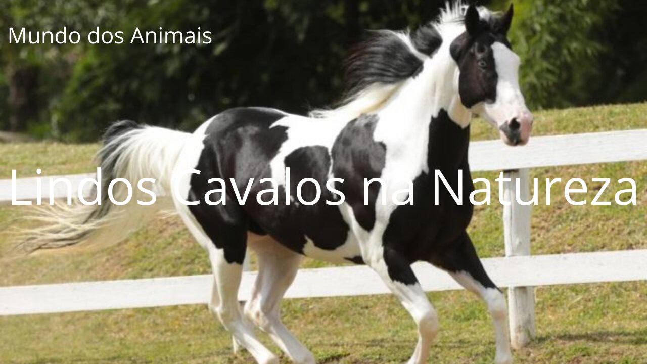 Lindos Cavalos na Natureza