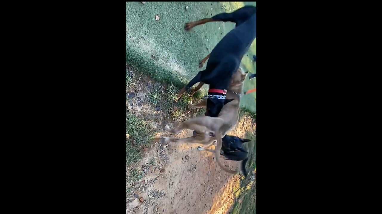 Doberman attacks pitbull