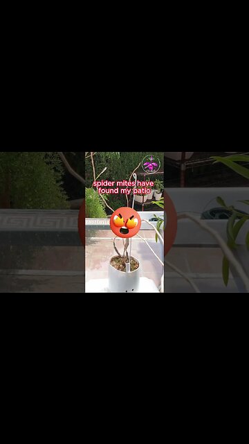 Orchid SET BACK 🩺Diagnosis🧑🏼‍⚕️ PESTS & Result 1 YEAR LATER #ninjaorchids #shorts