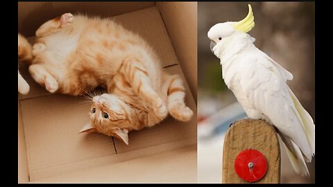 Cat, Dog having fun and parrot barking like a Dog.