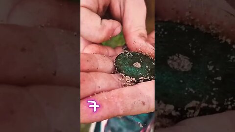 Finding a old coin at the beach, with my buddy!! #metaldetecting #xpdeus2 #treasurehunting