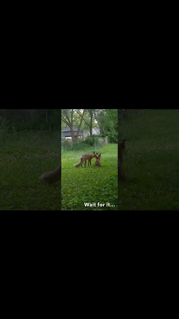 Fox Jumps Over Two Other Foxes