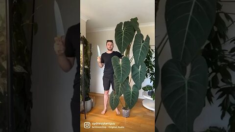 Philodendron ‘glorious’ - check out my full chop & extend tutorial to learn more