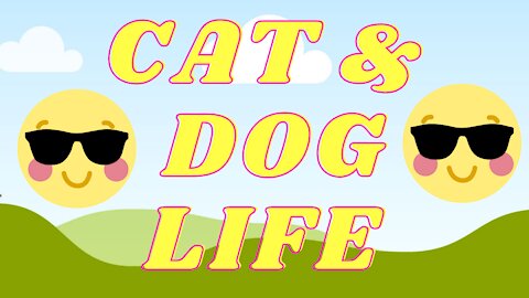 Cat and Dog Life #102