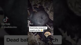 Sasquatch