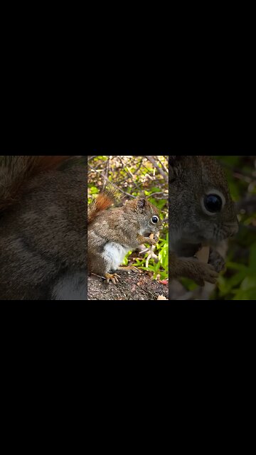 Take a Moment and Enjoy Nature 🌷🌿🌳