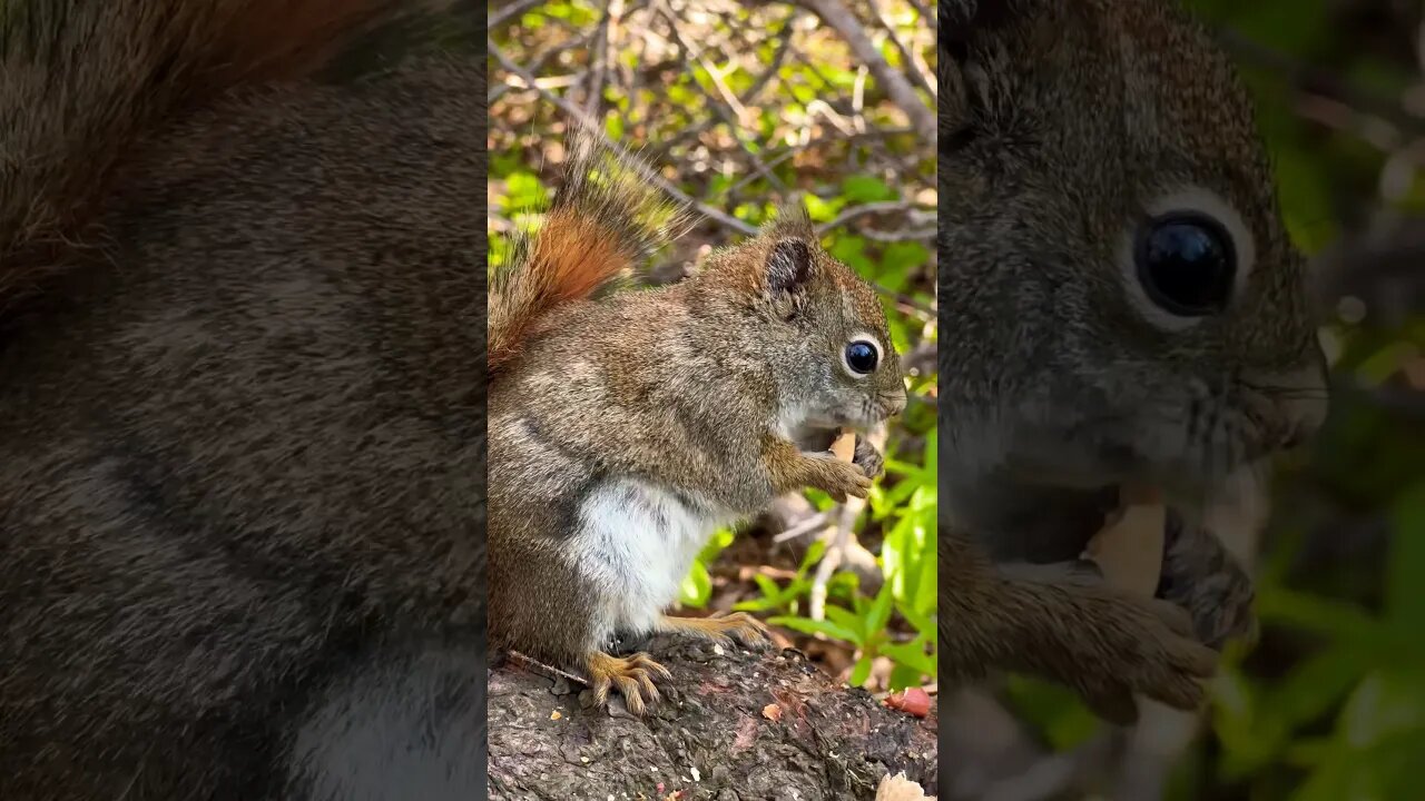 Take a Moment and Enjoy Nature 🌷🌿🌳