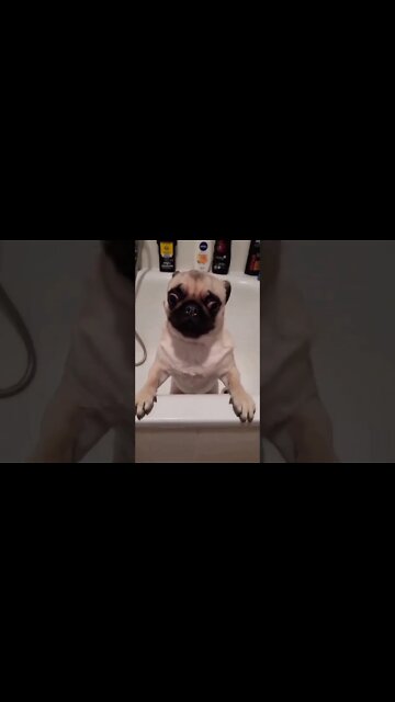 How cute? Tap if you love #shorts #pugs #puglife #puppylove