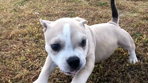 Nikita dreams✨️ #microbully #dogs #americanbully #exoticbullies #pets #adorable #cutedogs #shorts