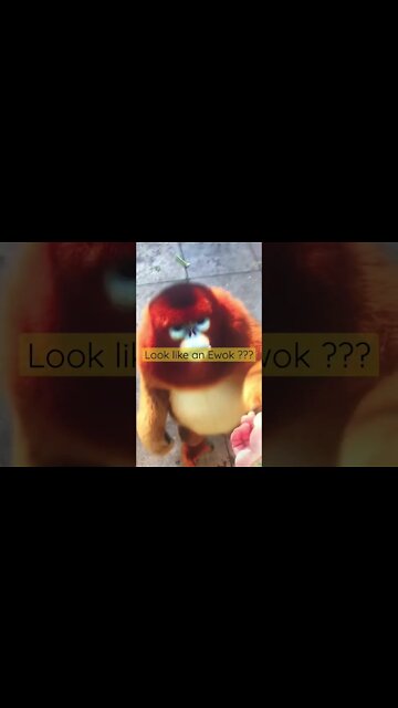 Looks like an Ewok from Return of the Jedi