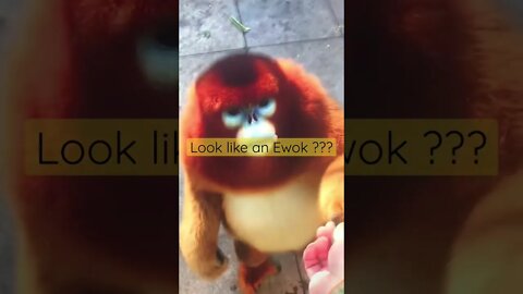 Looks like an Ewok from Return of the Jedi