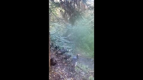 Turkeys Jump Into Creek